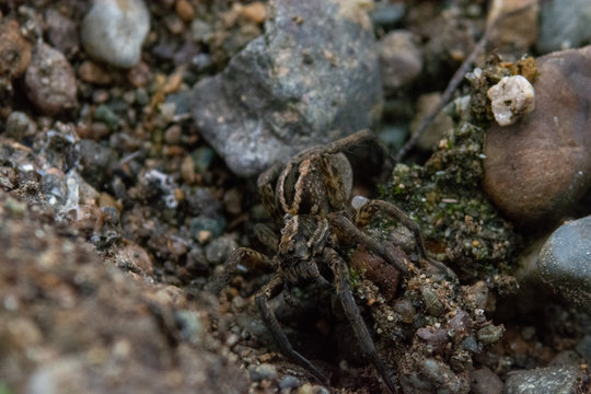 This is a spider in the patagonia, close to a river called Nirehuao in Villa Manihuales.
The pic was taken with manual focus, extension tubes and teleconverter 2x without tripod.