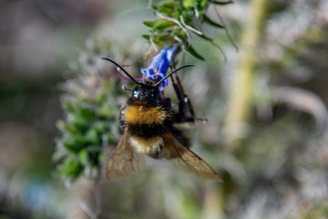 This is a bumblebee in the patagonia, close to a river called Nirehuao in Villa Manihuales.
The pic was taken with manual focus, extension tubes and teleconverter 2x without tripod.