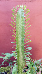 Planta de nome científico euphorbia ingens, cacto candelabro, com pequenas folhas verdes nos espinhos, em fundo vermelho.