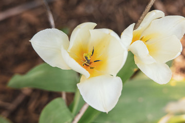 white and yellow flowers glowing in the sun background