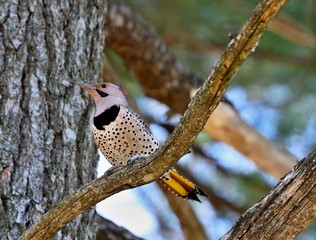 

The northern flicker on spring in Wisconsin state park.
