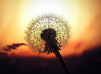 dandelion against the sky
