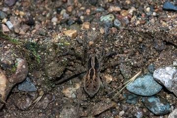 This is a spider in the patagonia, close to a river called Nirehuao in Villa Manihuales.
The pic was taken with manual focus, extension tubes and teleconverter 2x without tripod.