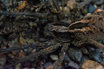 This is a spider in the patagonia, close to a river called Nirehuao in Villa Manihuales.
The pic was taken with manual focus, extension tubes and teleconverter 2x without tripod.