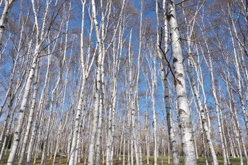 芽吹き前の白樺林