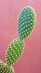 Orelha de cacto, planta de nome científico opuntia microdasys, com pequenos espinhos amarelos em fundo vermelho.