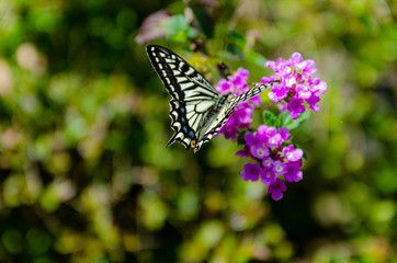 蜜を吸うキアゲハ
