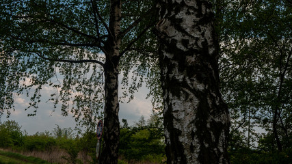 
Trees in the park on a sunny day.