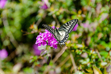 蜜を吸うキアゲハ