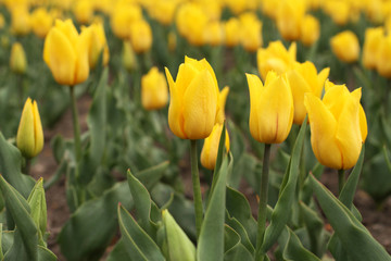 Flowerbed of yellow tulips in the park. Closeup