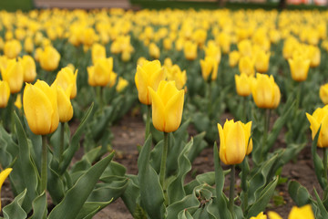 Obraz premium Flowerbed of yellow tulips in the park. Closeup
