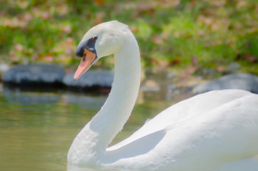 池を泳ぐ白鳥