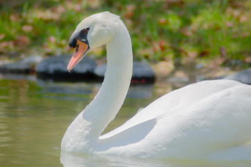 池を泳ぐ白鳥