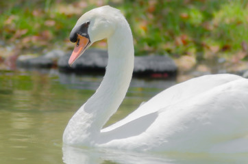 Obraz premium 池を泳ぐ白鳥