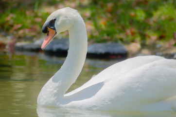 池を泳ぐ白鳥