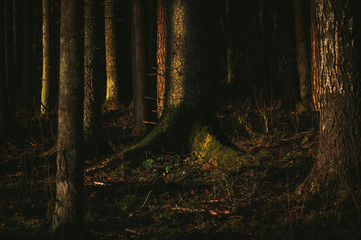 Fototapete bei efototapeten.de bestellen   