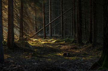 Fototapete bei efototapeten.de bestellen   