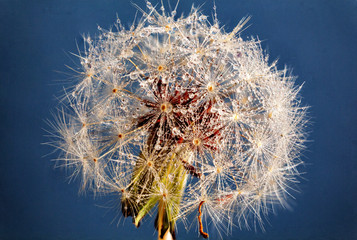 Fototapeta premium dandelion seeds on blue
