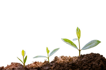 Green plants before growing into trees. germinating seedling step sprout grows from soil isolated on white background with clipping path. Nature ecology and growth concept with copy space.