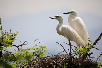 한쌍의 중대백로가 보이는 아름다운 풍경