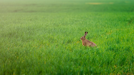 Wild rabbit in green agriculture field during sunrise