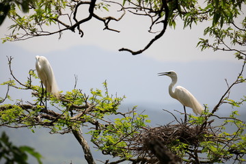한쌍의 중대백로가 보이는 아름다운 풍경