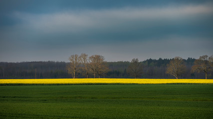 Agriculture field with yellow rapeseed and green grass, lonely oak trees in background