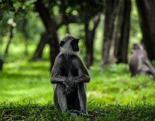 Monkey alone