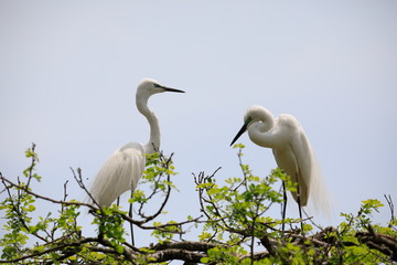 한쌍의 중대백로가 보이는 아름다운 풍경