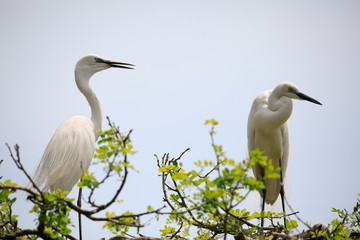 한쌍의 중대백로가 보이는 아름다운 풍경