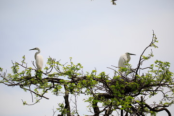한쌍의 중대백로가 보이는 아름다운 풍경