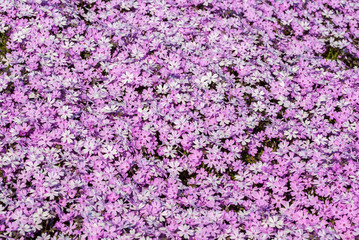 Fototapeta premium 紫色＆ピンクの芝桜