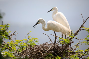 한쌍의 중대백로가 보이는 아름다운 풍경