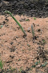 畑のアスパラガス