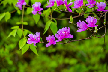 朝地のシャクナゲ