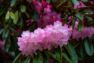 朝地のシャクナゲ