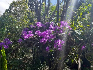 Flores
