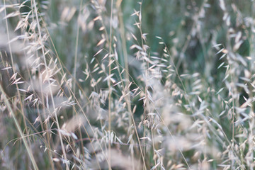 Soft blurred background with tall dry grass in the breeze - romantic, dreamy.