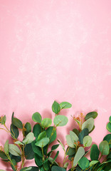Eucalyptus gum leaves on textured pink background with negative copy space. Modern stylish flat lay, top view minimalism creative layout. Vertical orientation.