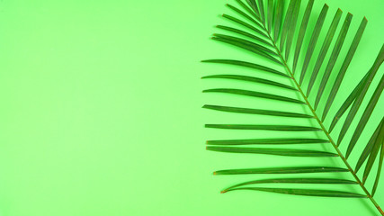 Palm frond on apple green background with negative copy space. Modern stylish flat lay, top view minimalism creative layout.