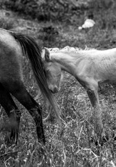 Obraz premium dramatic image of a injured baby horse in the countryside mountains of the dominican republic.