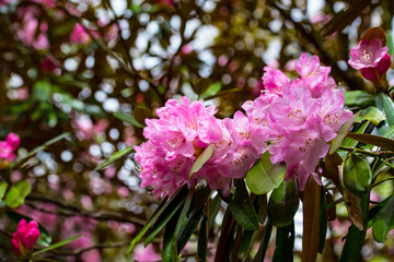 朝地のシャクナゲ
