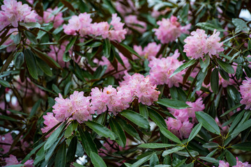 朝地のシャクナゲ