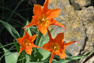 Tulips in bloom in a rock garden