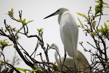 중대백로가 보이는 아름다운 풍경
