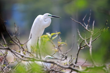 중대백로가 보이는 아름다운 풍경