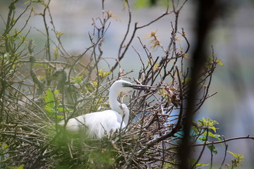 중대백로가 보이는 아름다운 풍경
