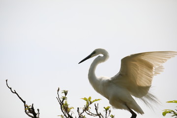 중대백로가 보이는 아름다운 풍경