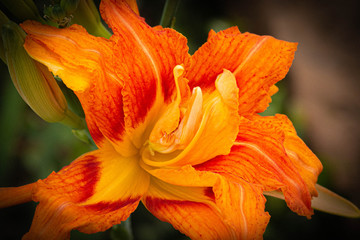 orange tiger lily
