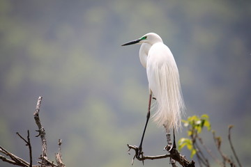중대백로가 보이는 아름다운 풍경